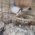 انثه تركي