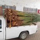 نخل للبيع المدينه مكه جده الطايف توصيل جميع مناطق المملكة