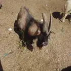 تيس قزم يضرب شرط سنه تام