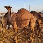 حشو