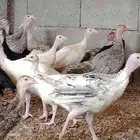 صوص رومي للبيع