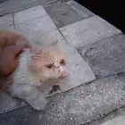 بسه للبيع 150ريال