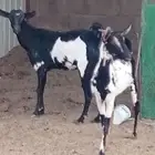 معزه مشاريك جنوبي وبيشي