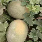 شمام للبيع بالكرتون
