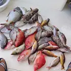 كابتن وليد للرحلات البحريه بثول