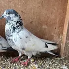 ذكر باكستاني