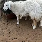 رخل حريه حايل فل شحم