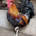 ديك عربي