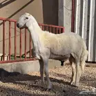 مشروع فحل حري فاخر