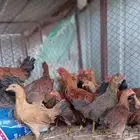 البيع دجاج