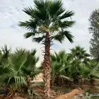 نخل واشنطني ونخل ملوكي وجوز الهند للبيع