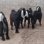 معزاء عوارض