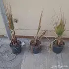 نخل بدون مقابل