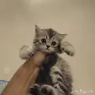 قطط صغيرة kitten للبيع   القط الواحد 150 ريال