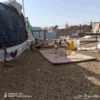 دجاج جميد العمر 3اشهر الئ 4الموقع حي الجامعه للتواصل واتساب