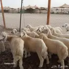 أعرض لكم غنم حريات خلفات وجنب طيبه