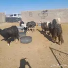 شياه ولد نجد