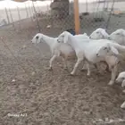 غنم حريات خلفات