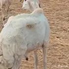 فحل حري بدون أسنان للبيع