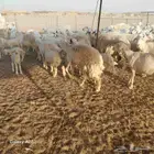 أعرض لكم غنم حريات خلفات طيبه سليمه من الأمراض