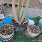 أقفاص نظيفه وزوج زيبرا للبيع