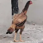 دجاج سندي بيور