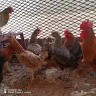 يوجد دجاج بلدي بياضة العدد 5وسته اديكه كوشن العمر حول 4اشهر