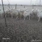 أعرض لكم غنم حريات جنب دفيع شرط ومضاريع