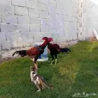 ديك سندي فارسي