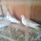 حمام لاحم للبيع