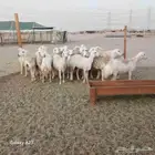 رخال حريات حرش عددها 21