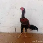 ديك سندي (فارسي ) انتاجي
