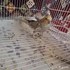 أنثى كروان منتجه