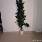 شجرة للبيع