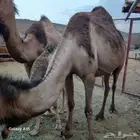 ابل طيبه وسم واحدوحده خلفه تحتها بكره وحليبها طيب والقحه طيب