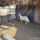 نعجه حايل
