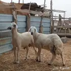 خروفين حري العمر 4شهور تقريبا للبيع