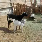 عنز جنوبيه ماشاءالله