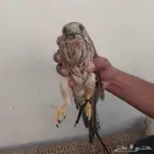 طار شبوط للبيع الجاد يكلمني الصحه جيدا الموقع جازان ابو عريش