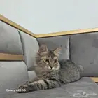 قط شيرازي