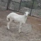 خروف وجذعه للبيع ومن حلالي ونضيف ولا يتواصل الا الصامل