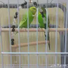 Birds received for the sake of Allah