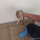 طار باز الصحه جيد   اللي جاد يكلمني معليك نتفق بعون الله