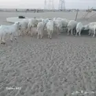 أعرض لكم غنم حريات خلفات وجنب العدد 15تحتها 3