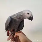 للبيع فرخ كاسكو طفره