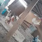 دجاج للبيع