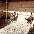 دجاجتين وديك باكستاني