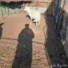 للبيع خروف جذع