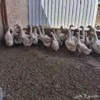 بط بكيني