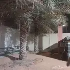 نخل 2هلالي و3 حبات خلاص النخل طيب